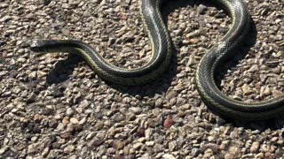 Snake on road in Wisconsin