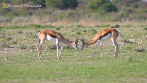 Adorable Little Creatures: Chicken, Cow, Dog, Cat, Elephant, Monkey - Sweet Animal Videos