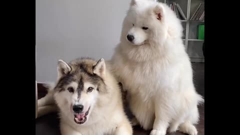 Friendship Goals: How One Dog Calms a Furious Husky, The Power of Friendship