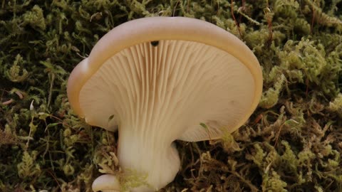 Summer Oyster Mushroom
