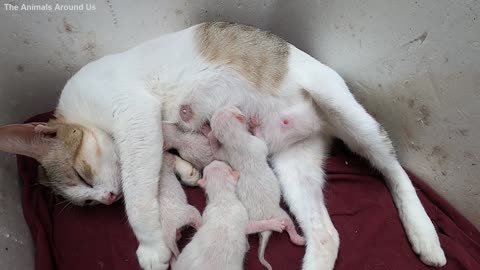 Day1_Animals_SOO_Cute!_Mother_Cat_and_Cute_Kittens_Meow_Meow