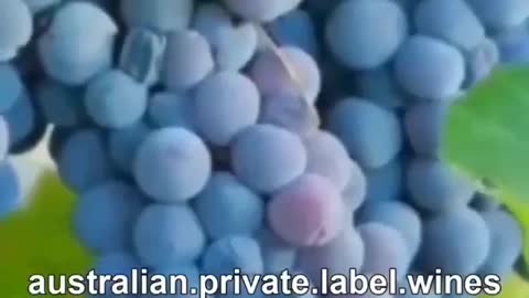 australian.private.label.wines