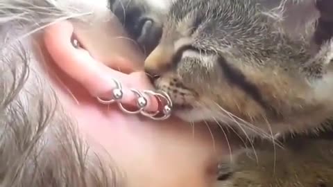 the kitten to the master massage ears so cute kitten.
