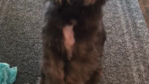 Puppy begging for birthday treat