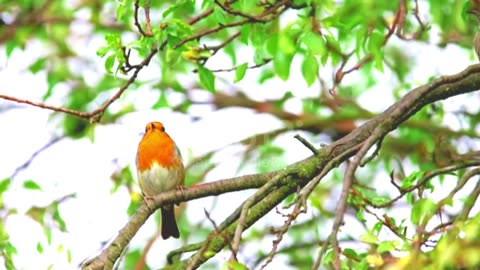 Robin bird forest viral video