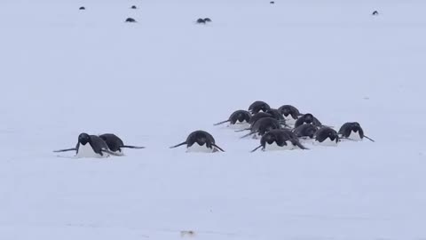 Tobogganing Adélie Penguins. They look like ants. 🐜🐜🐜