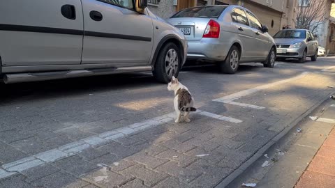 The pregnant cat didn't like the food I gave her and walked away.