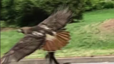 Hawk Lunches Squirrel