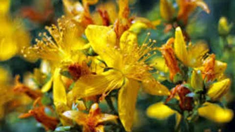 Herbal Cures for anxiety: ST JOHN’S WORT