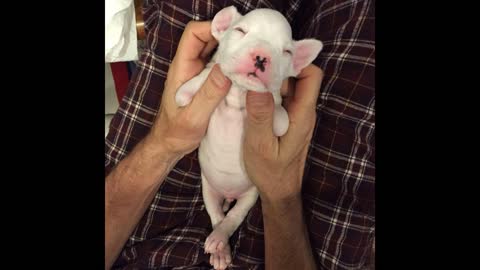 Foster Dad Who Refused To Euthanize This Puppy Heartbroken After What The Vet Tells Him