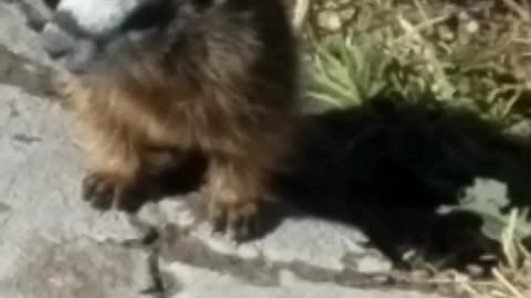 Baby rock chucks at play