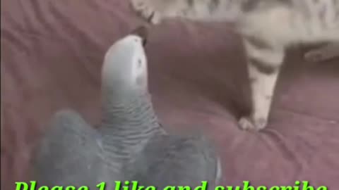 Funny video - Cat Vs parrot