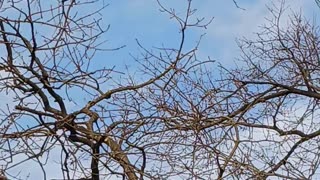 Green parrots