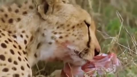 Leopard Vs Ostrich - Battle Of Speed - Wild Animal Hunting
