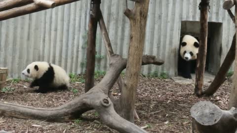 Pandas eat something else every day ~ 🐼
