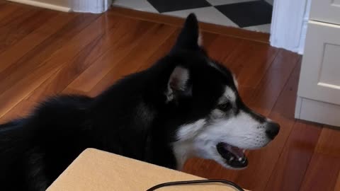 Husky is learning to talk!