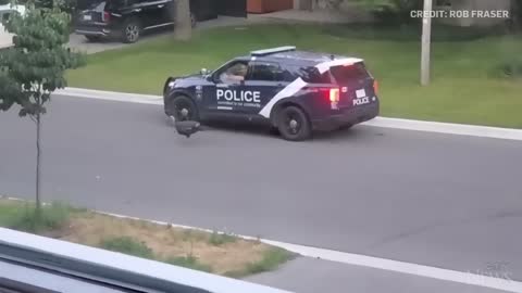 WATCH: Wild turkey faces off against Canadian police officer
