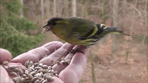 Bird Songbird Animal Siskins Spinus Spinus Hand