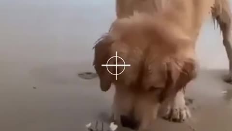 Golden Retriever vs. Crab, who you got