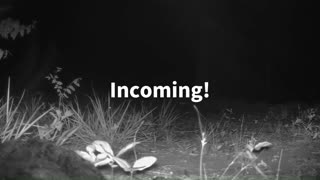 Night shot of deer rabbit incoming and hiding raccoons