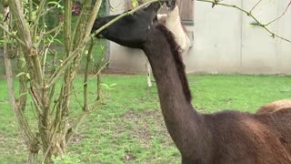 Can llamas' antibodies help fight COVID?