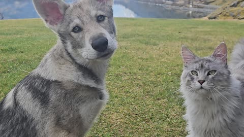 Cute wolfdogpuppy posing with his Maine Coon travelbuddu