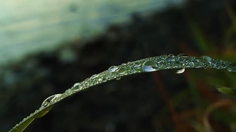 Dewdrops (Royalty Free Footage)