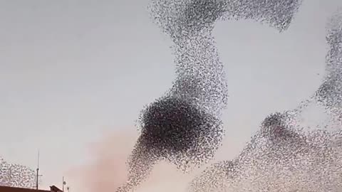 Murmuration of starlings in italy