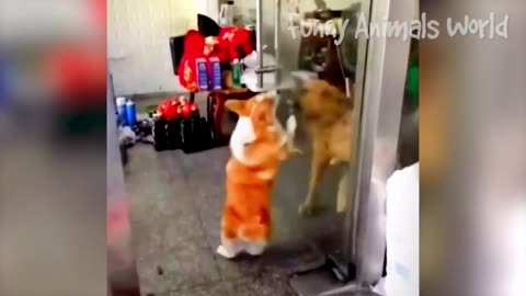 Funny Dogs And Cats Videos 2023 😅👌 - Best Animal Videos Of The Month 😄 #5