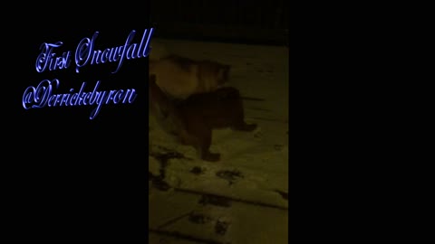 GOLDEN RETRIEVER AND POMSKIES ENJOY FIRST SNOWFALL IN PA