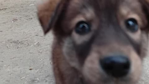German shepherd baby dog slo-mo video| Shivam Sharma| #supportme @rumble