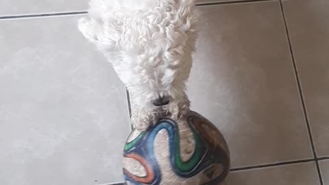 Copito playing soccer