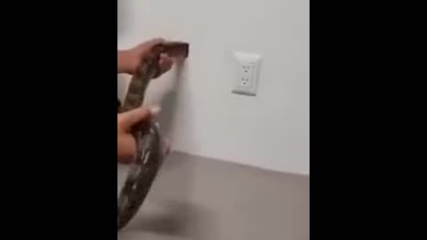 How to get rid of mice - Snake