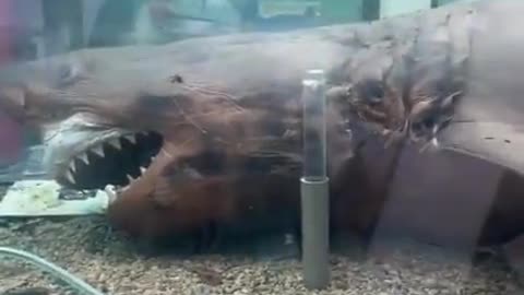 Rose the preserved shark