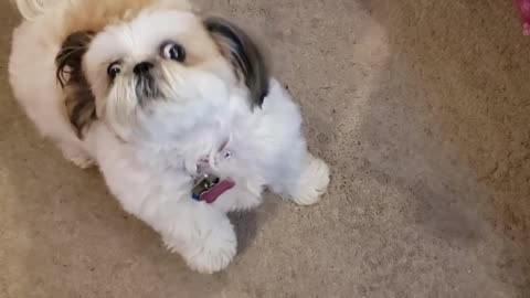 Rosie The Shihtzu And Her Favorite Toy "DUCKIE"