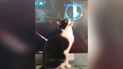 Funny cats