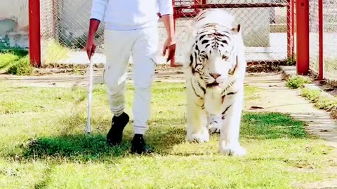 Walk With My White Serbian Tiger.....