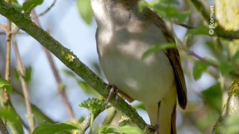 Relaxing Bird Song for a Peaceful Mind