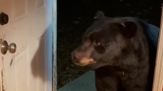 Bear Politely Closes Door