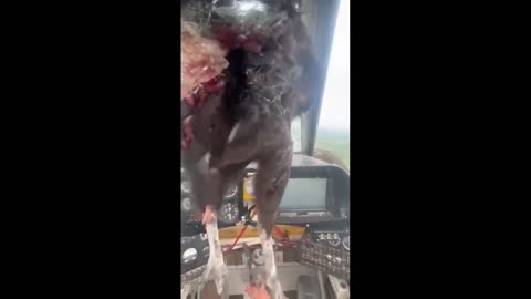 A huge bird rammed the windshield of the plane