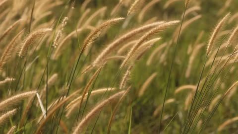 #reels #wheat #Wow #forest #nature #naturelover #beautiful 🙏