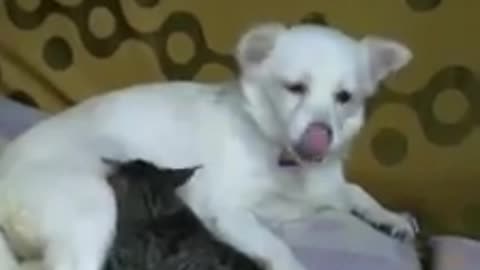 Dog Feeding Cat, Humanity Exists In Animal