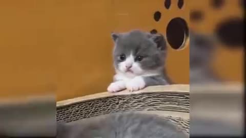 Baby_Cats_-_Cute_and_Funny_Cat_Videos