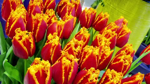 Festival of Holland Tulips! 🌷Tulips Festival Keukenhof