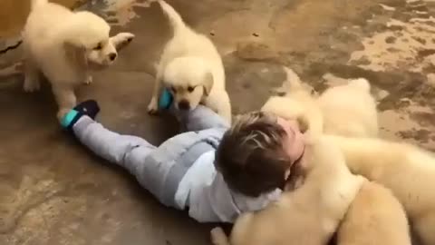 Baby play with puppies
