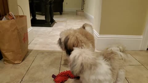 Grocery bag ruins playtime. Too funny, how to stop them in their tracks!