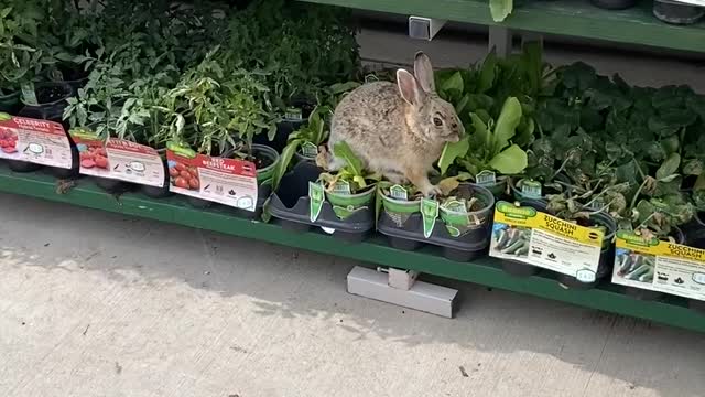 Boulder County's 'bunny guru' nurses injured rabbits back to