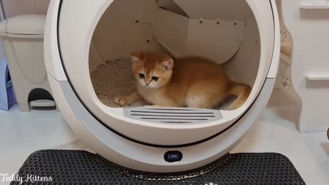 Why not experiment with a robotic litter box? Joking Rosie