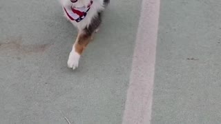 Dog Walks With Two Kittens