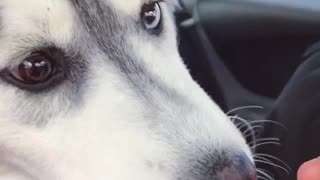 Ellie Sky The Husky gets her first taste of ice cream!